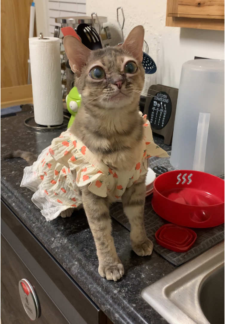 I’m obsessed!! Thank you so much Ashley and Bridgette for sending these beautiful dresses 🥰🥰 #christmas #fyp #foryoupage #Gumbus #rescuecat #rescuekitten #catsoftiktok #kittensoftiktok 