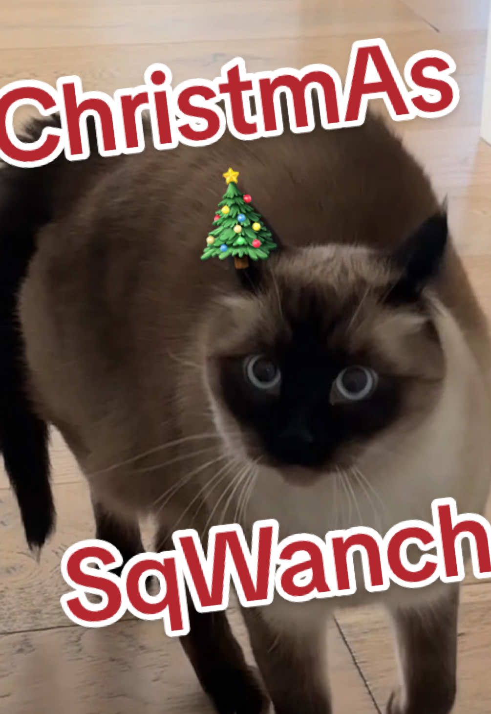 Hi,,: hams,,/ WAT DID U GET 4  ChriStmas,,: I GOt a #SQWANCH lmoaaaa,,, at,HAM DEPO #christmas #christmaseve #merrychristmas #santa #catskftiktok 