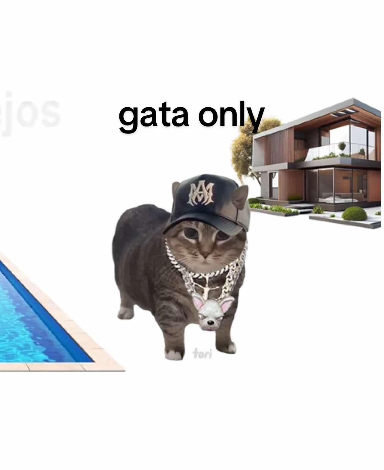 Dime uia 🗣️ @FloyyMenor @Cris MJ #gato #cats #gataonly #floyymenor #crismj #reggaeton