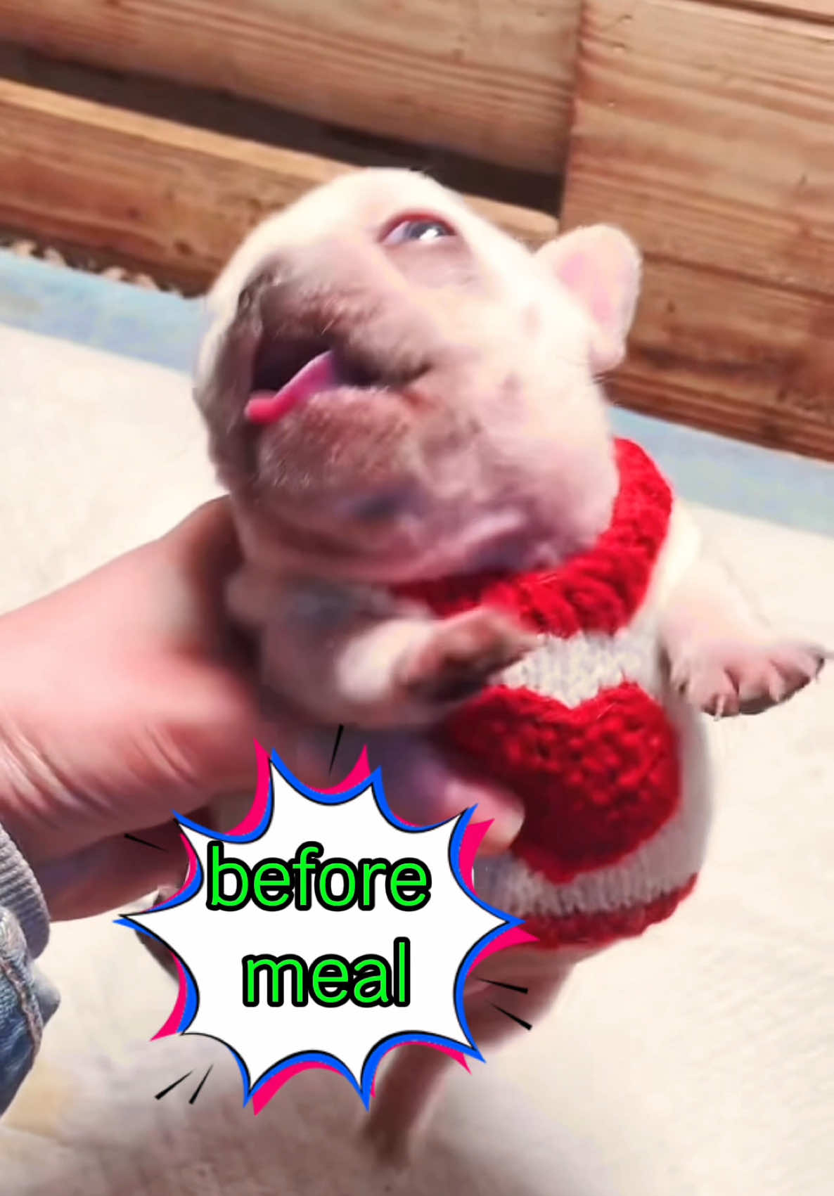 Baby milk sound 𝐆𝐌𝐀𝐈𝐋 #dog#pet#baby#milk#cute#frenchiesoftiktok #dogsound 