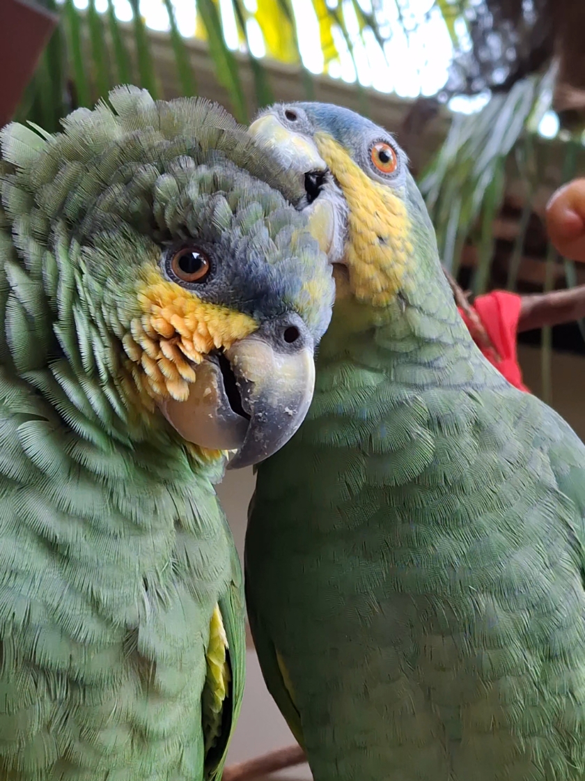 vamos gastar? #fofinho #fofinhos #fofuras #gastar #natal #natale #videoviral #tiktokviral #olhaamacacheira #passarinho #show #aves #papagaio #vamo #vamos  @papagaio🦜 @sitio.docodorna 