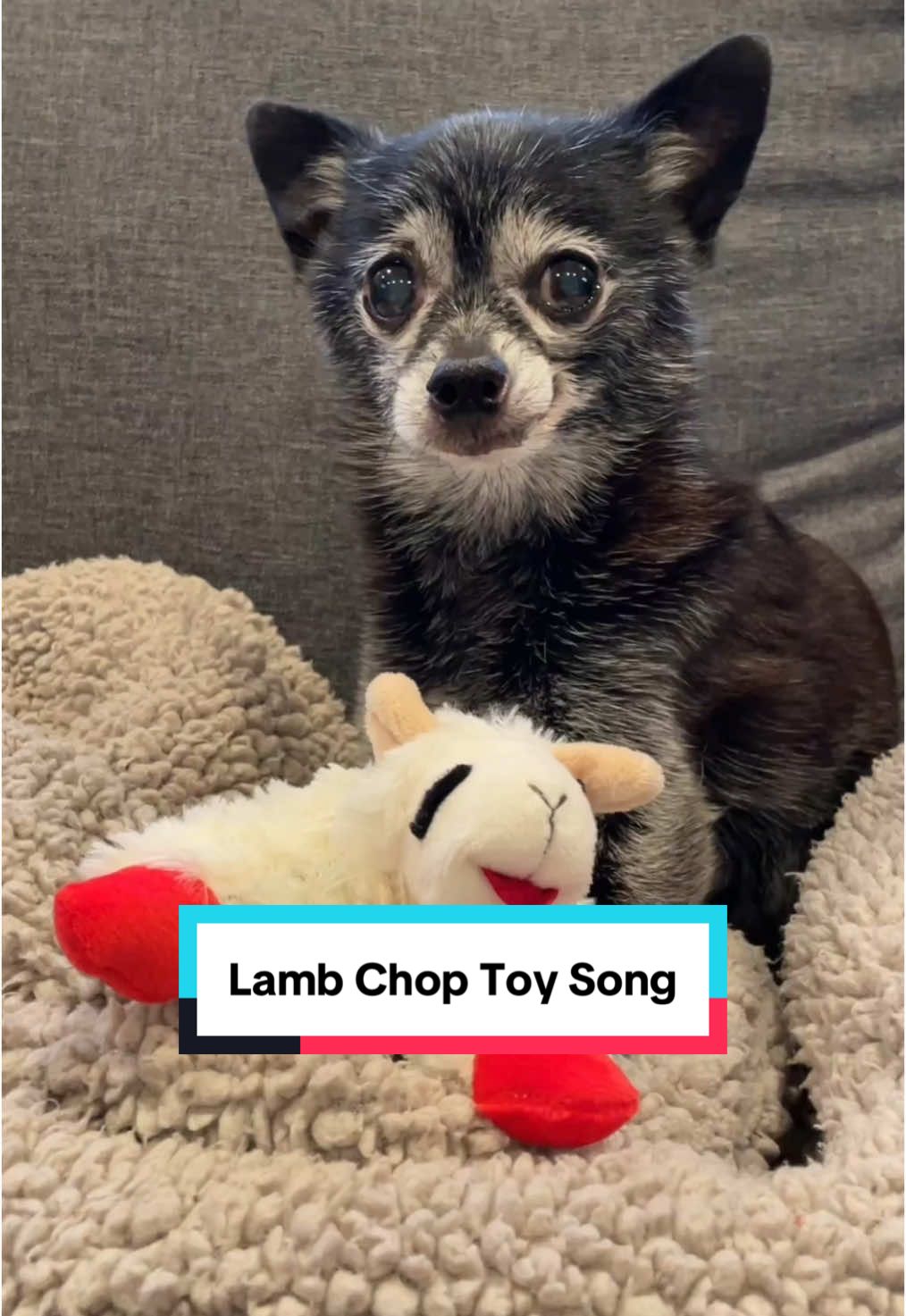 Lamby AKA Lamb Chop is Leni-approved #ChewyPartner @Chewy 