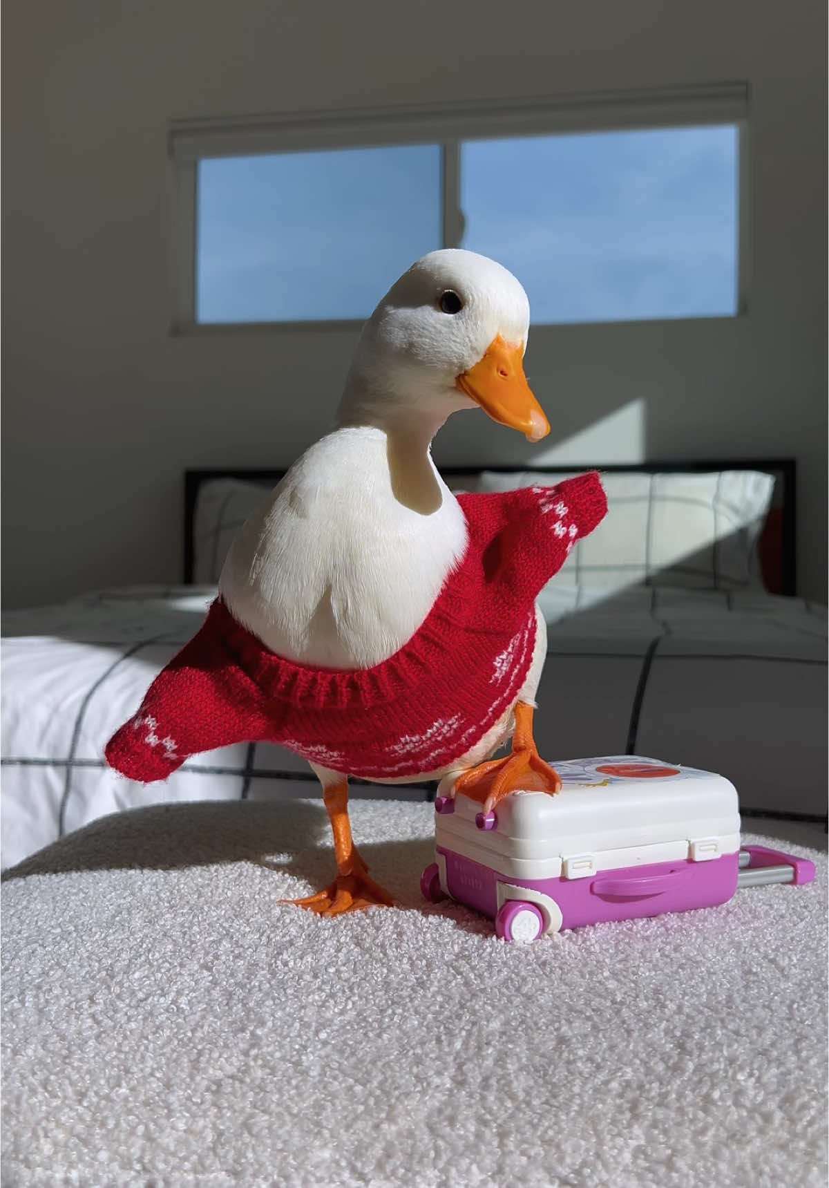 Happy holidays #fyp #viral #pet #duck #dancing #sootcase #suitcase 