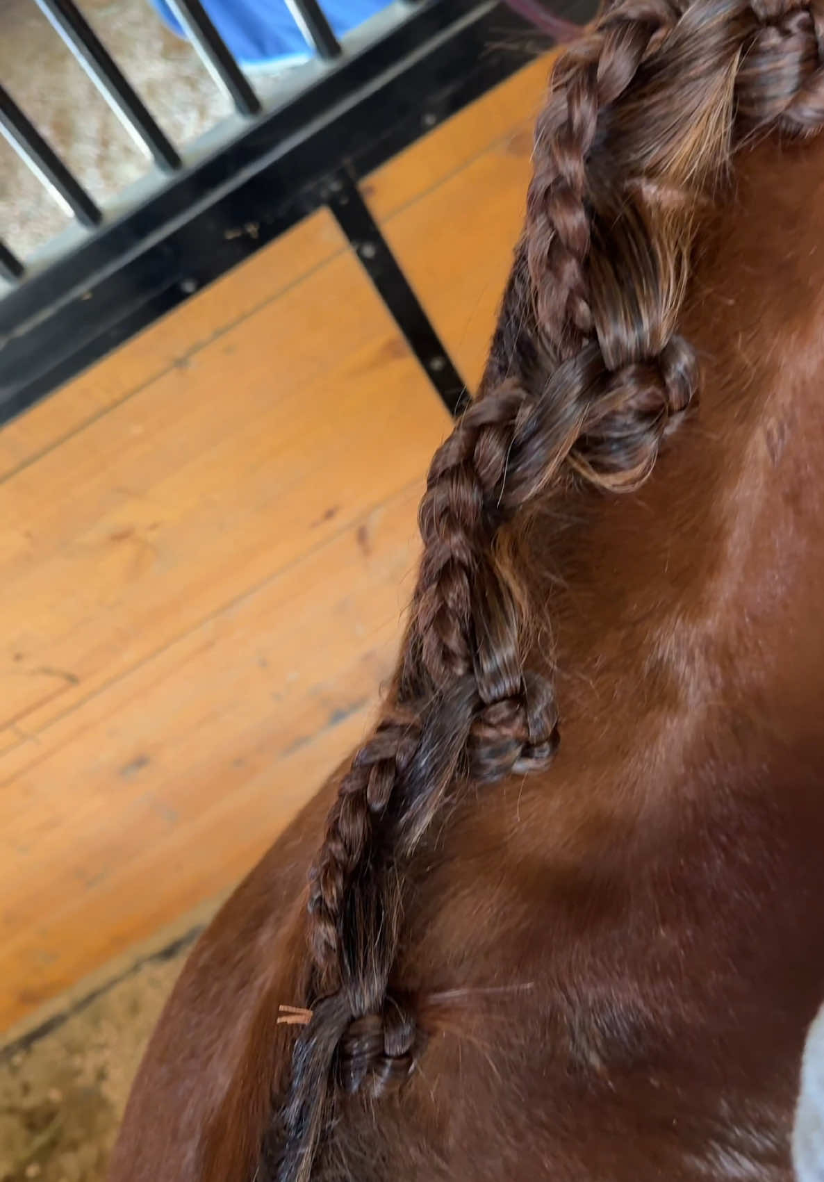 Replying to @maripasqualini As requested!!  #howtotutorial #tutorial #braids #mane #fyp #fypシ #foryoupage #show #showhair #dressage #dressagehorse #equestrian #equestrianlife #horse #horses #horsesoftiktok 