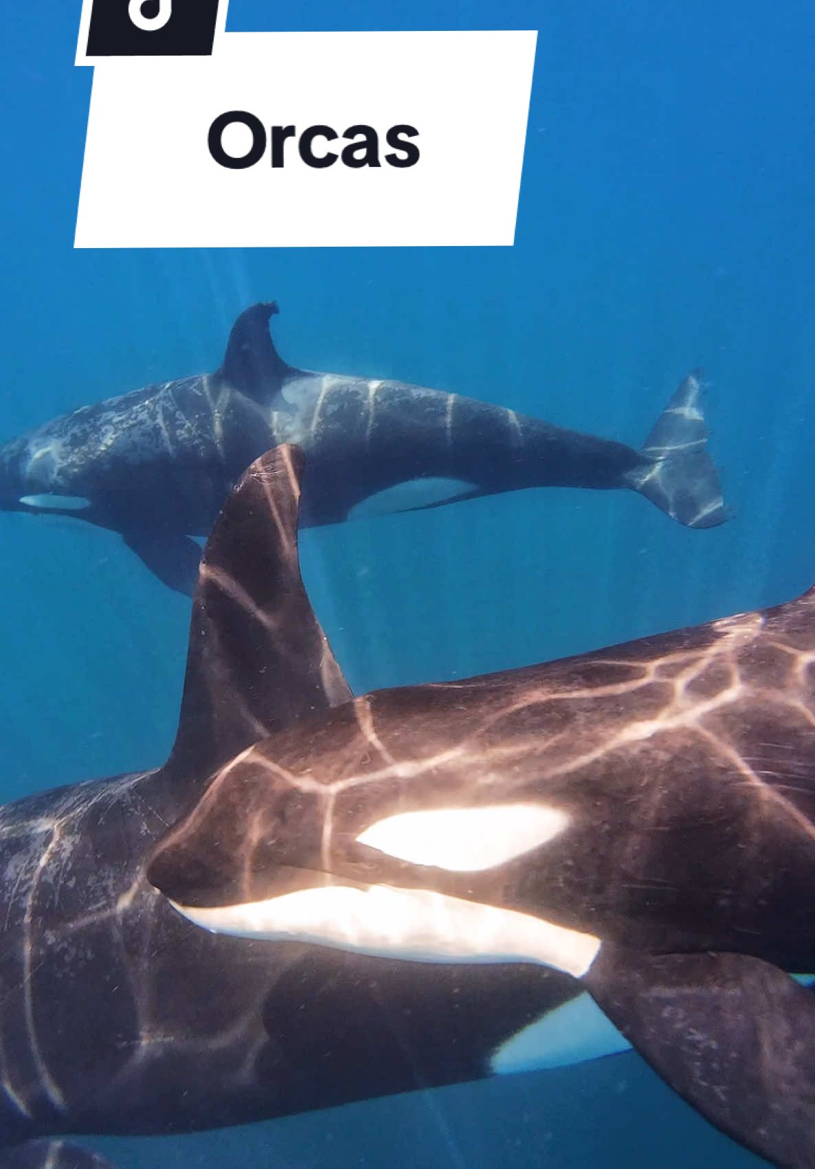 There is nothing quite like the oceans most advanced hunters swimming toward you head on. You’d probably be shocked to hear it was actually incredibly peaceful & left me in awe. Despite their incredible abilities they are generally very docile toward humans. Except for the whole boat thing… I cant quite make sense of that one… what do you think that’s about? #orca #killerwhales #dolphins #snorkel #divetrip 