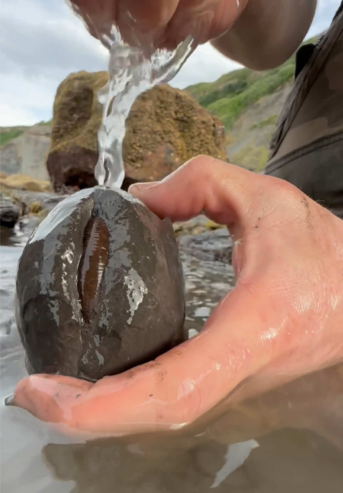 We found this hidden within a huge boulder and excavated it! 🏝️ Inside this Jurassic rock, something golden was hiding 🪨 This must have been washed out by the sea many tides ago 🌊 This Jurassic fossil is over 180 Million Years Old, the quality of the specimen was absolutely surreal 😍 🌅🏝 Thanks for supporting our page! 🐊 #natural #nature #fossil #fossils #ancient #animals #art #ammonite #ammonites #dinosaur #scientist  #minerals #paleontology #whitby #geologist #dorset #geology #charmouth #jurassic #yorkshire #fyp