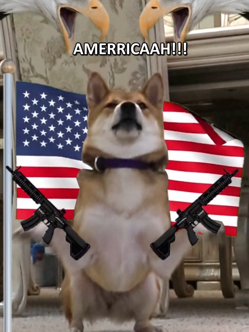 Merry Xmas America (and no one else) . #dogtok #dogsoftiktok #doggo #dog #cutedog #doglovers #shibatok #shibainu #shibe #fyp #sealwinnie #doghumor #foryou #meme #anime #engrish 