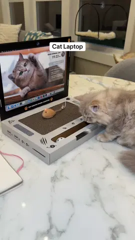 A cat laptop, with its own mouse?! ✨ now we can both work from home ✅ #cat #catsoftiktok #kitten #kittensoftiktok #catscratcher #cattoy #catlaptop 