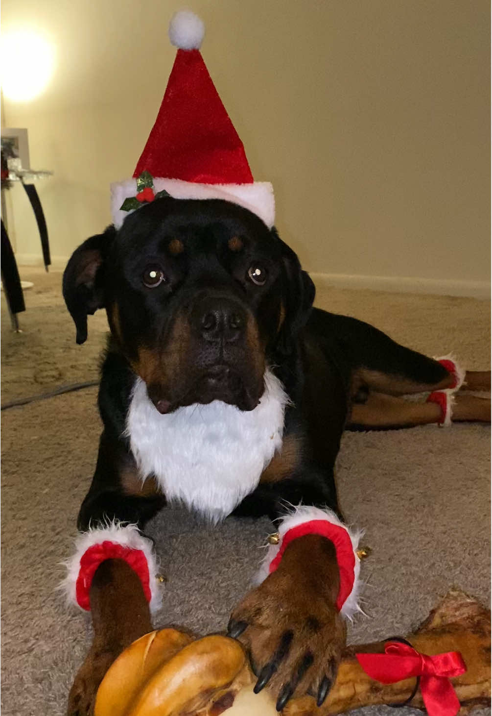 MERRY CHRISTMAS 🎄🎁  #rottweiler #rottweilersoftiktok #PetsOfTikTok #rottierumble #rottiepurr #rottiemom #rottweillerlove #rottweillerlife #dogsoftiktok 