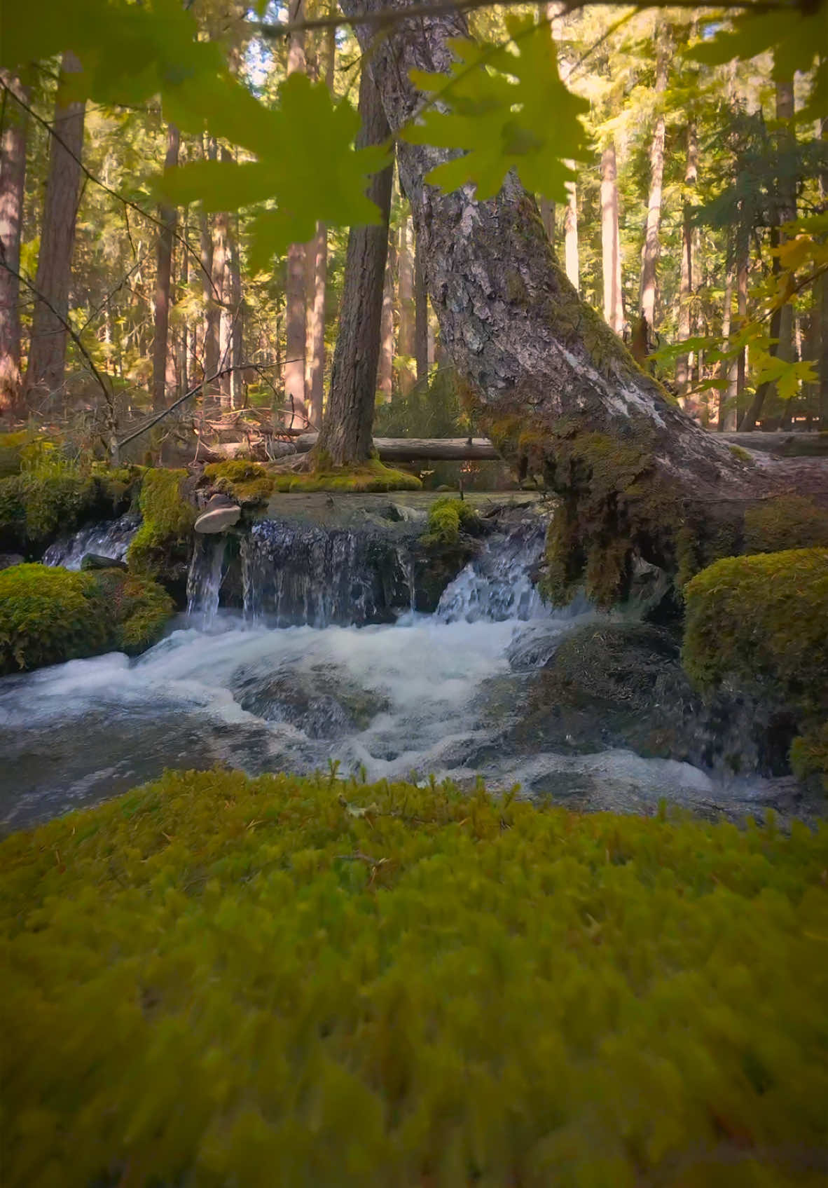 Peeking through the vibrant moss and leaves to a little cascading creek, where nature’s serenity and beauty come to life 😍 #nature #Outdoors #cinematic #calm #creek 