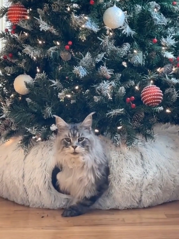 Part 51 | Merry Christmas for the cat #cat #funnycat #funnypets #funnyanimals #cats #christmastree #christmas #funnyvideo 