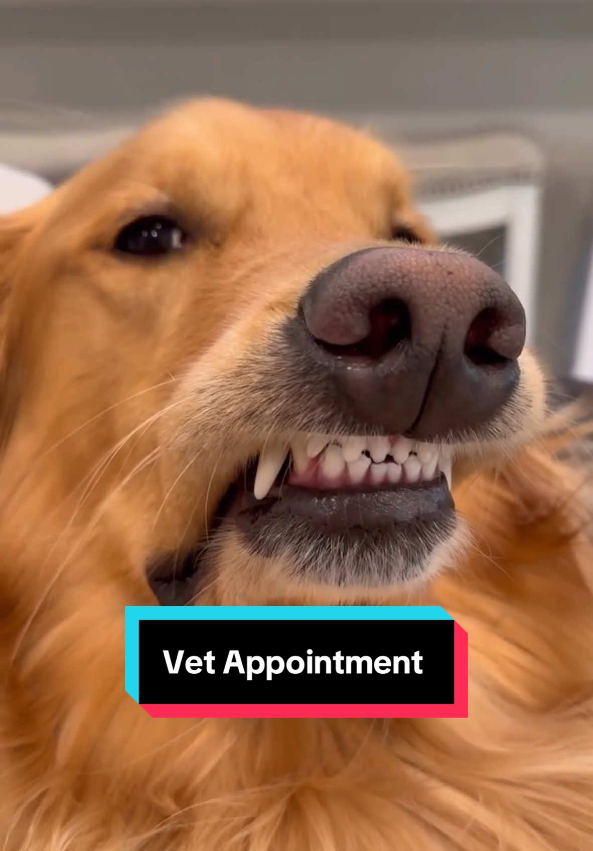 Enjoy the countdown of 2024s most viral videos! Coming in at #5 is when Teddy was a little confused and made me a vet appointment. Fun fact, the “doctor” on the phone was my sister! #dog #goldenretriever