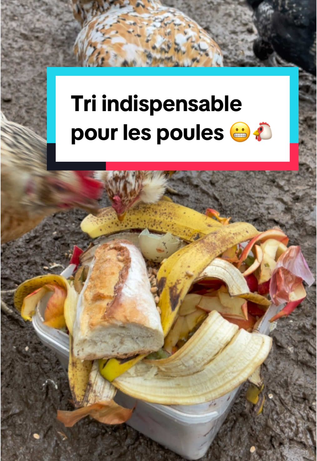 Un tri était indispensable dans ce bac de reste pour les poules… 😬🐔