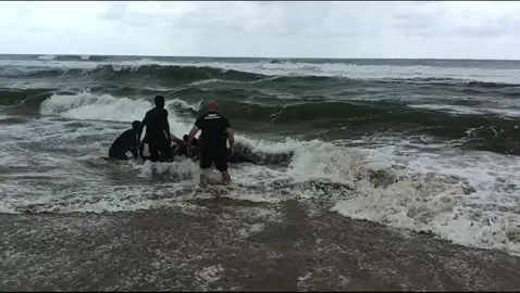 Richards Bay National Sea Rescue Institute and locals conducted a massive rescue operation to refloat a short-finned pilot whale that washed up at 9 Mile Beach, north of Alkantstrand, on the morning of Christmas Eve. The hours-long operation eventually ended in success.