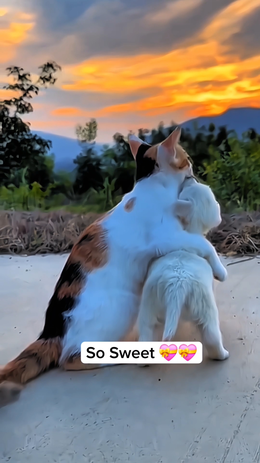 best friend 🥰❤ #funny #cat #fyp #catsoftiktok #funnycat #foryou #tiktok 