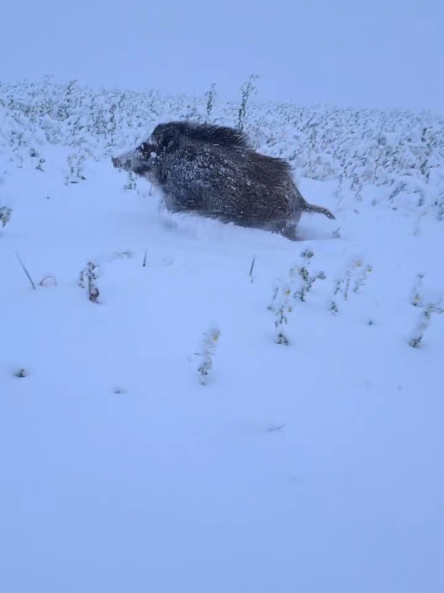 #merrychristmas #🐗 #wald4tel #🇦🇹 #landlebenbestesleben #bauer #dorfkind #wildschweine #austria #förster 