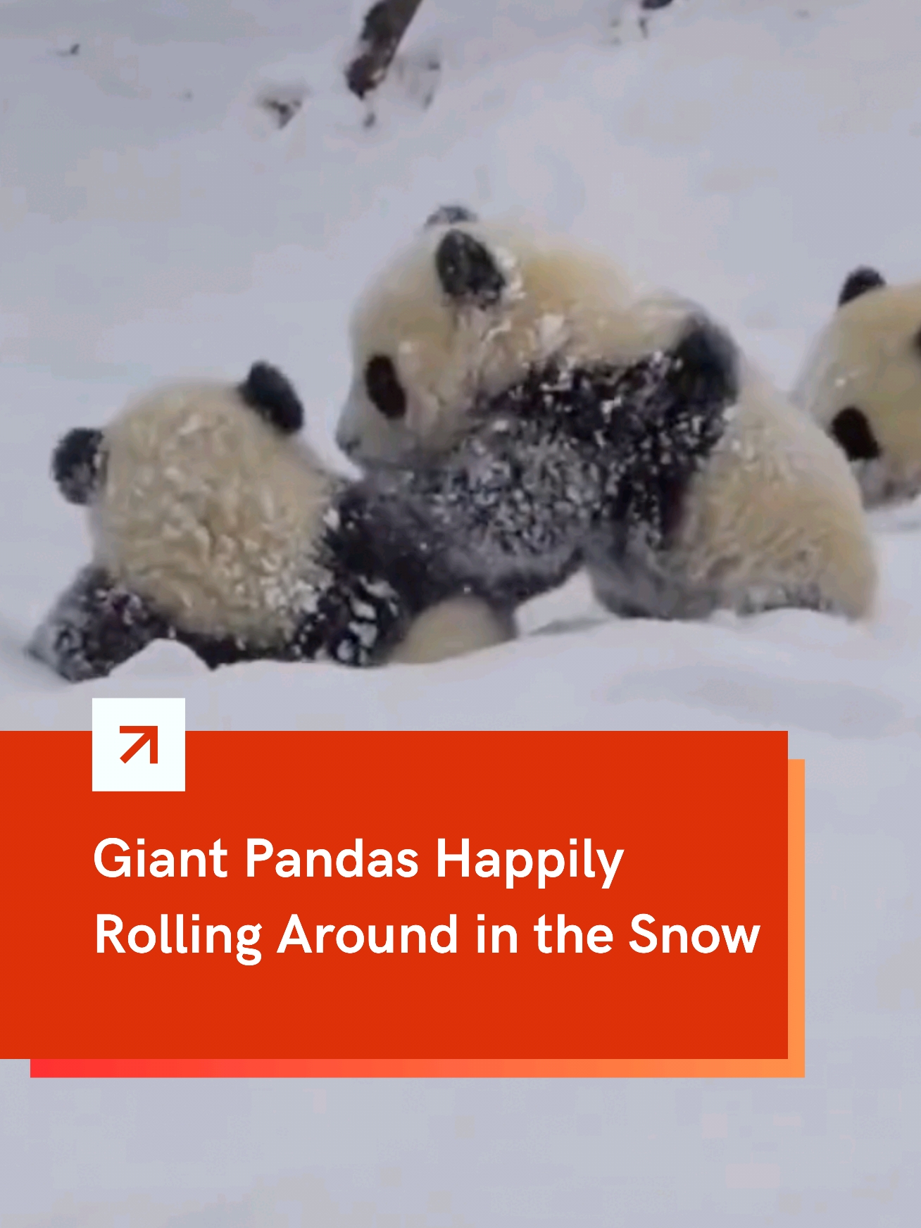 Giant #pandas are having the time of their lives rolling around in the #snow, enjoying pure joy and happiness with their friends! ❄️🐼 #China #animals 