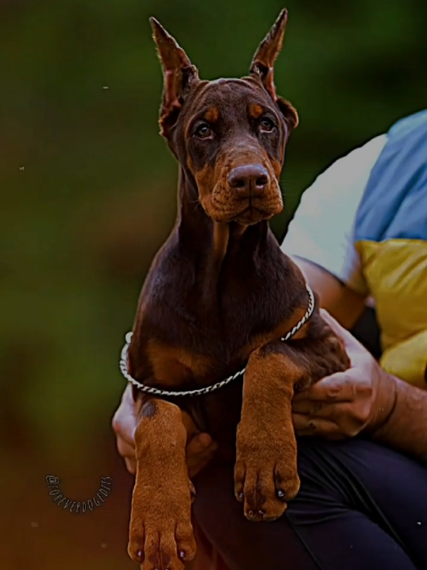 Ask me anything and I try to answer everything ❤|| #dogedits #doberman #slay #2024 #viral_video #askme #dobermans_of_tiktok #dobbie #editsforyou ▪︎ @🖤🐾 Queen 🐾🖤 @ℭ𝔥𝔞𝔫𝔢𝔩𝔞 🇵🇱† @dog edits 🔥 @🕸️Діана🕸️ @Mica ▪︎