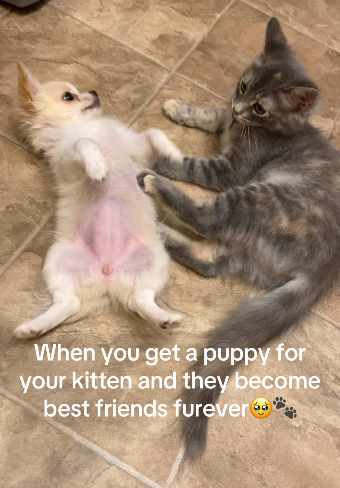 It was meant to be 🥹🐾💕 #puppy #kitten #BestFriends #cutepuppyvideos #cutekittenvideos #cutepets #furryfriends #bff #petvideos #fyp #viral #trending #furbabies #Love #inseparable #dogoftheday #doglover #doglife #catlife 