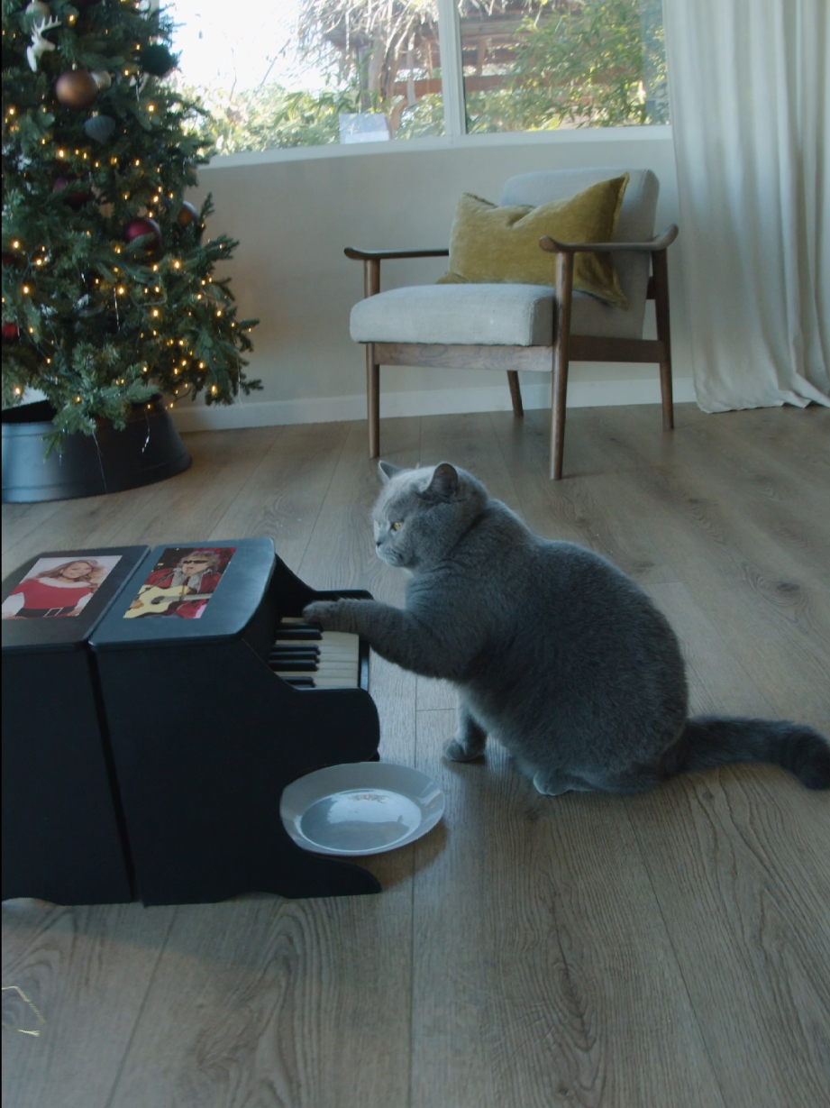 Teating the melody assist feature on 2 #petpianos