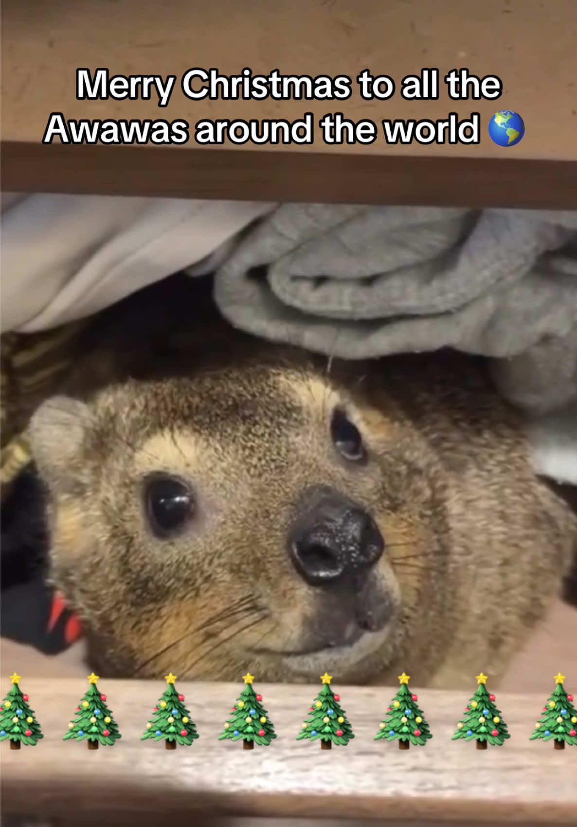 All i want for christmas is AWAWA! #awawa #hyraxcore #hyrax #rockhyrax #christmas #alliwantforchristmas #merrychristmas 