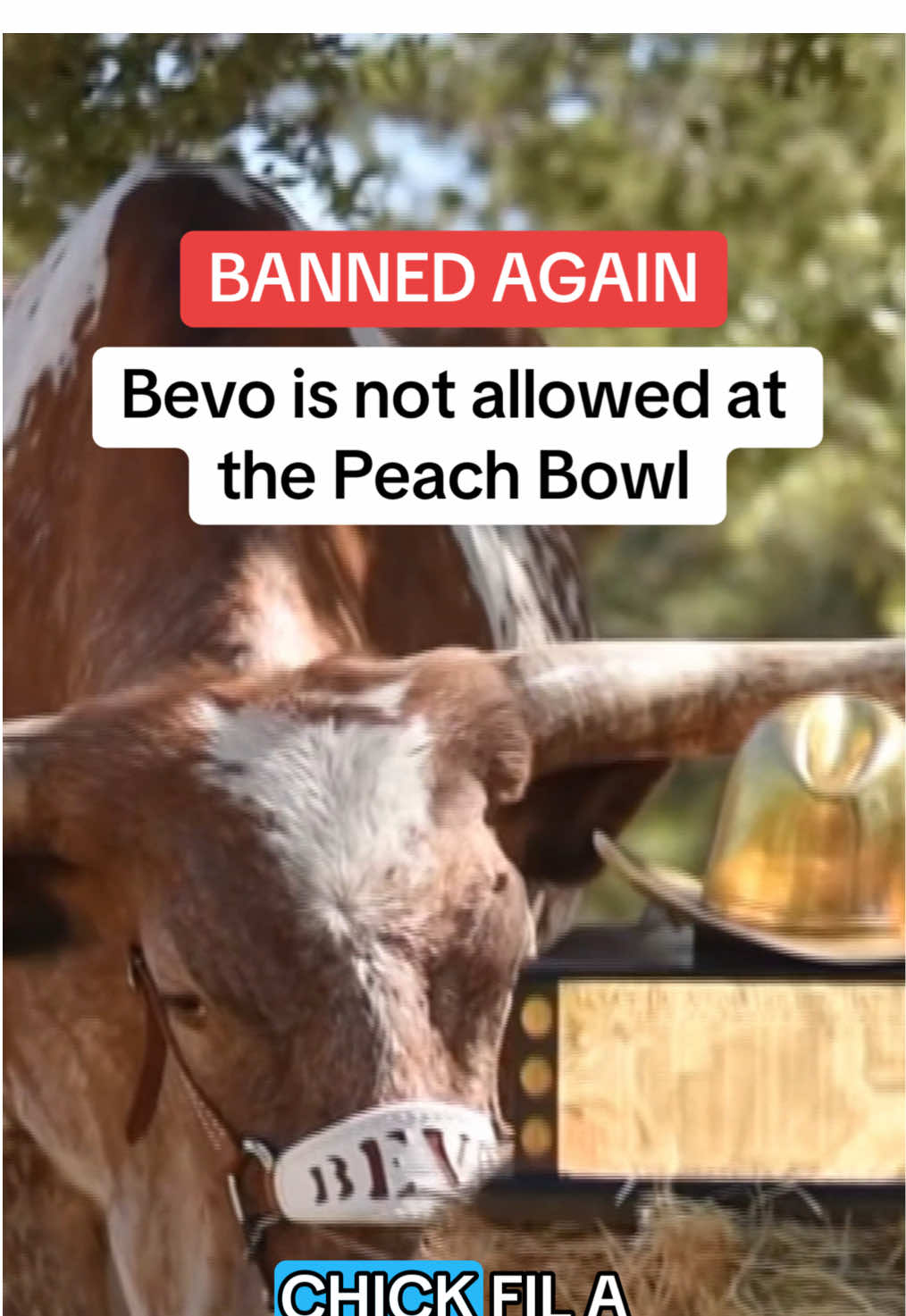 Organizers of the Chick-fil-A Peach Bowl say that Bevo will not be able to attend the Texas Longhorns game against  Arizona State. Due to the constraints of Mercedes-Benz Stadium in Atlanta and for the safety of everyone, organizers will not allow the Longhorns to attend the game. #bevo #ut #univeristyoftexas #texaslonghorns #texas #atlanta #CollegeFootball #football #mascot #nbcdfw 