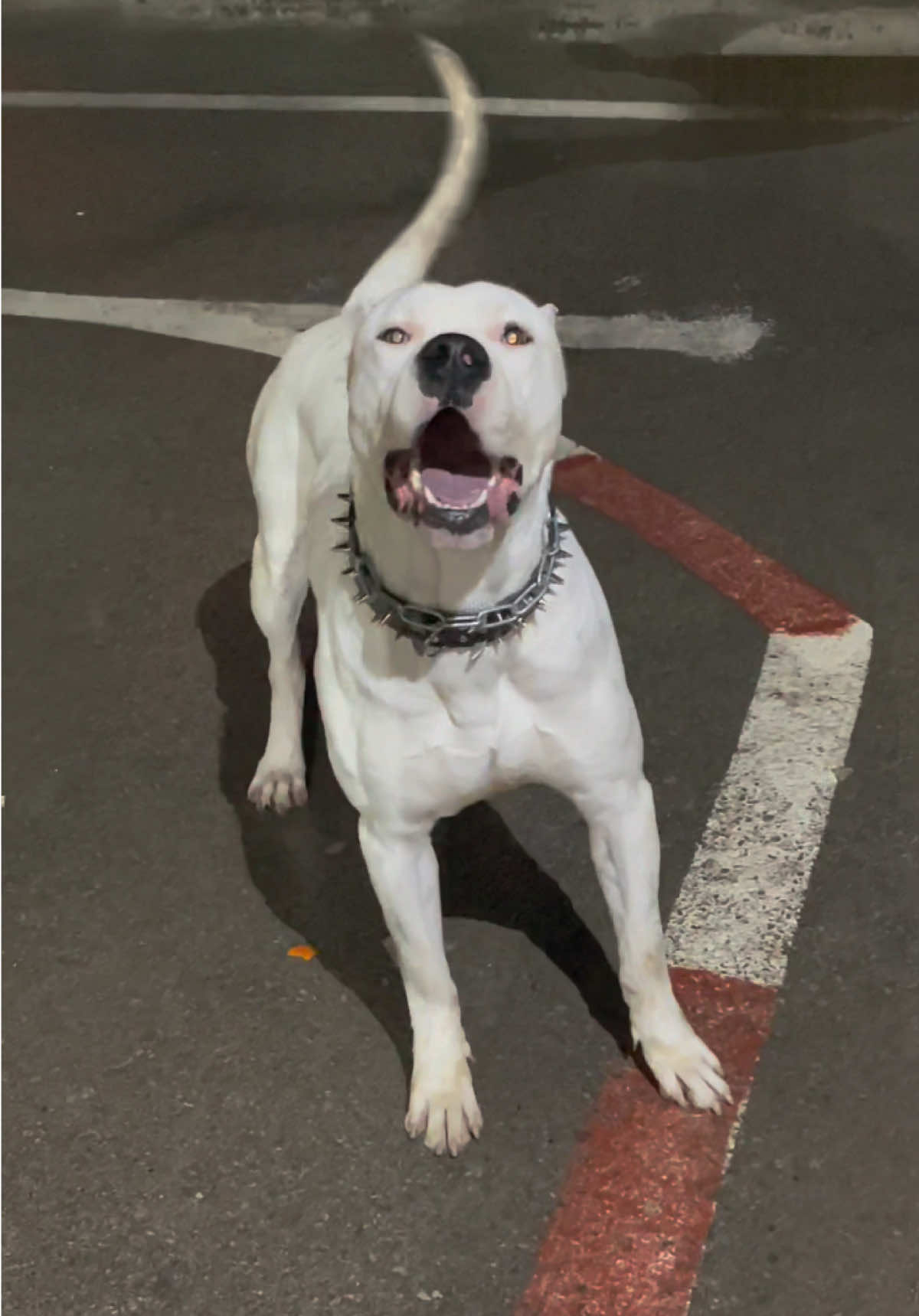 #dog #dogsoftiktok #الجزائر #dogoftheday #viral_video #dogoargentinopower #dogoargentino #dogs #goviral #animalsoftiktok #algeria #dz 