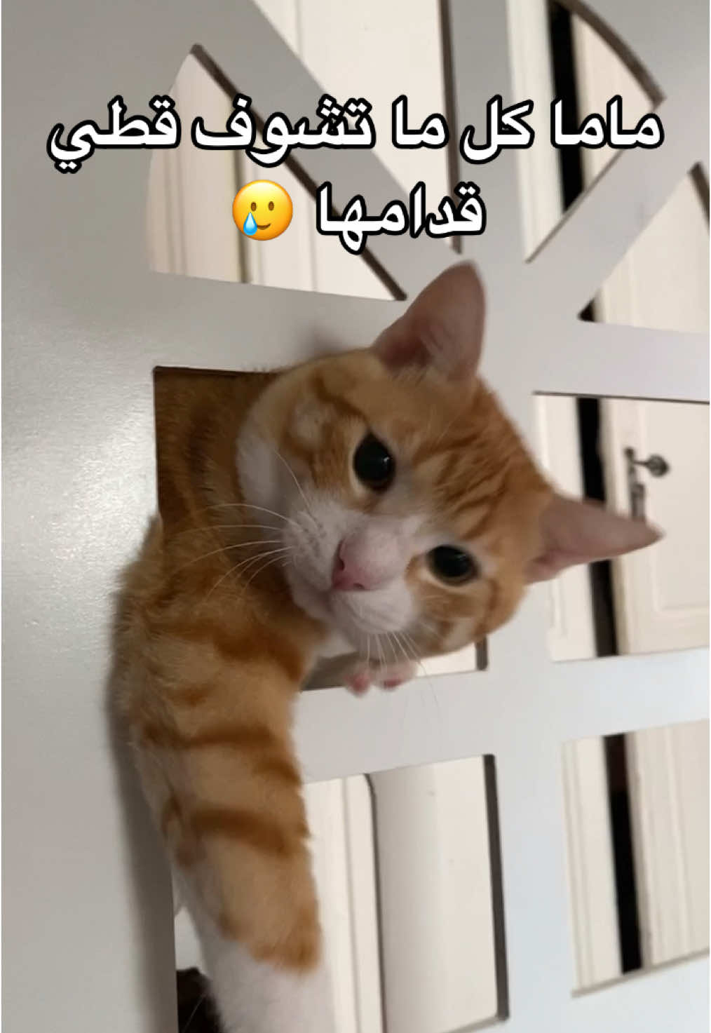 😂😂😂 #الشعب_الصيني_ماله_حل😂😂 #cat #funnytiktok #funny #catlover 