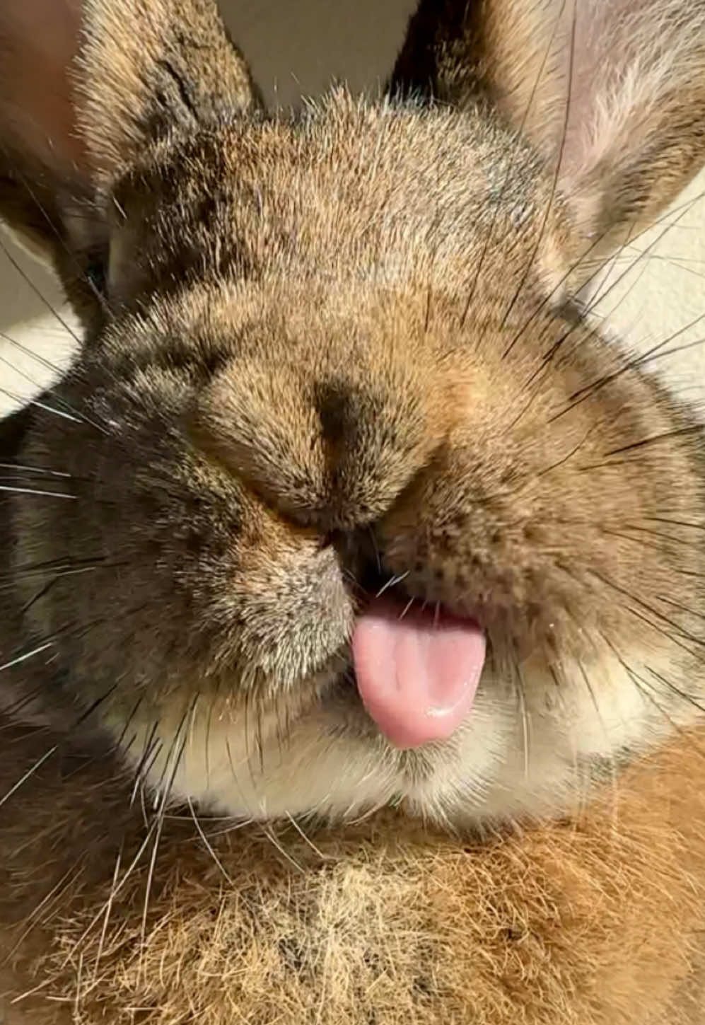 Happy Tongue Out Tuesday 😛 #tongueouttuesday #rabbits #rabbitsoftiktok #cuterabbit #cutepet #chonkosaurus #kaninchen #foryou #fyp 