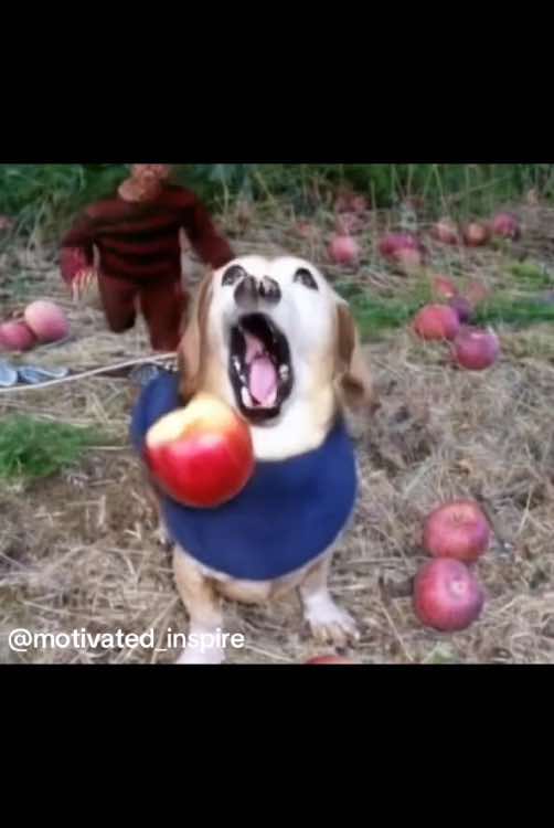 😩😩 #appledog #apple #dog #freddy #nightmareonelmstreet #scary #meme 