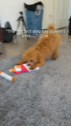 The perfect dog toy doesn't exist 😭 #dogtoys #dogtoy 