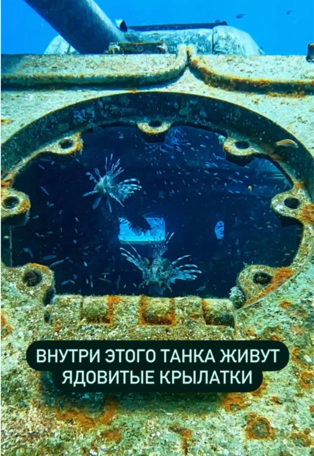 В танке под водой поселилась целая стая ядовитых рыб🐡 #обучениедайвингу #дайвингвхургаде #красноеморе #дайвинг #хургада #египет #крылатка #ядовитыерыбы 