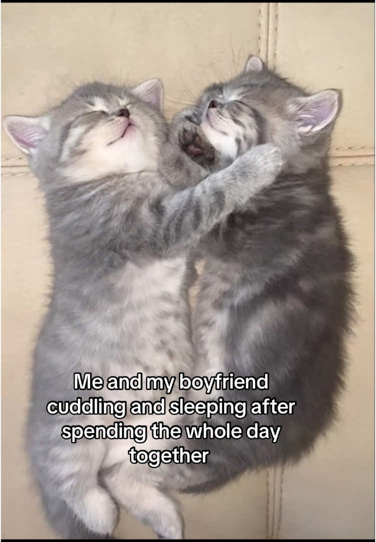 Me and my boyfriend core #catsoftiktok #sillycat #catmeme #Relationship #couplegoals #catmemes #relationshipmemes #couplecomedy #relatable 