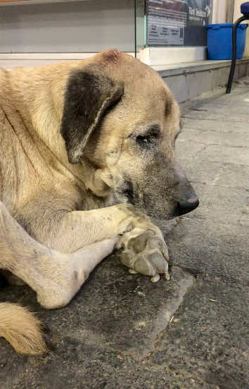Do you remember this sick dog? I shared his video and asked for your support for his treatment. My follower @Hatice covered all the treatment expenses of this sick dog. I am very happy to help him. I need your support to help more poor dogs. . . . #savedog #savedogs #savethedogs #sickdog #sickdogs #rescues #sauvetage #saveanimal #saveanimals #rescuepet #rescuepets
