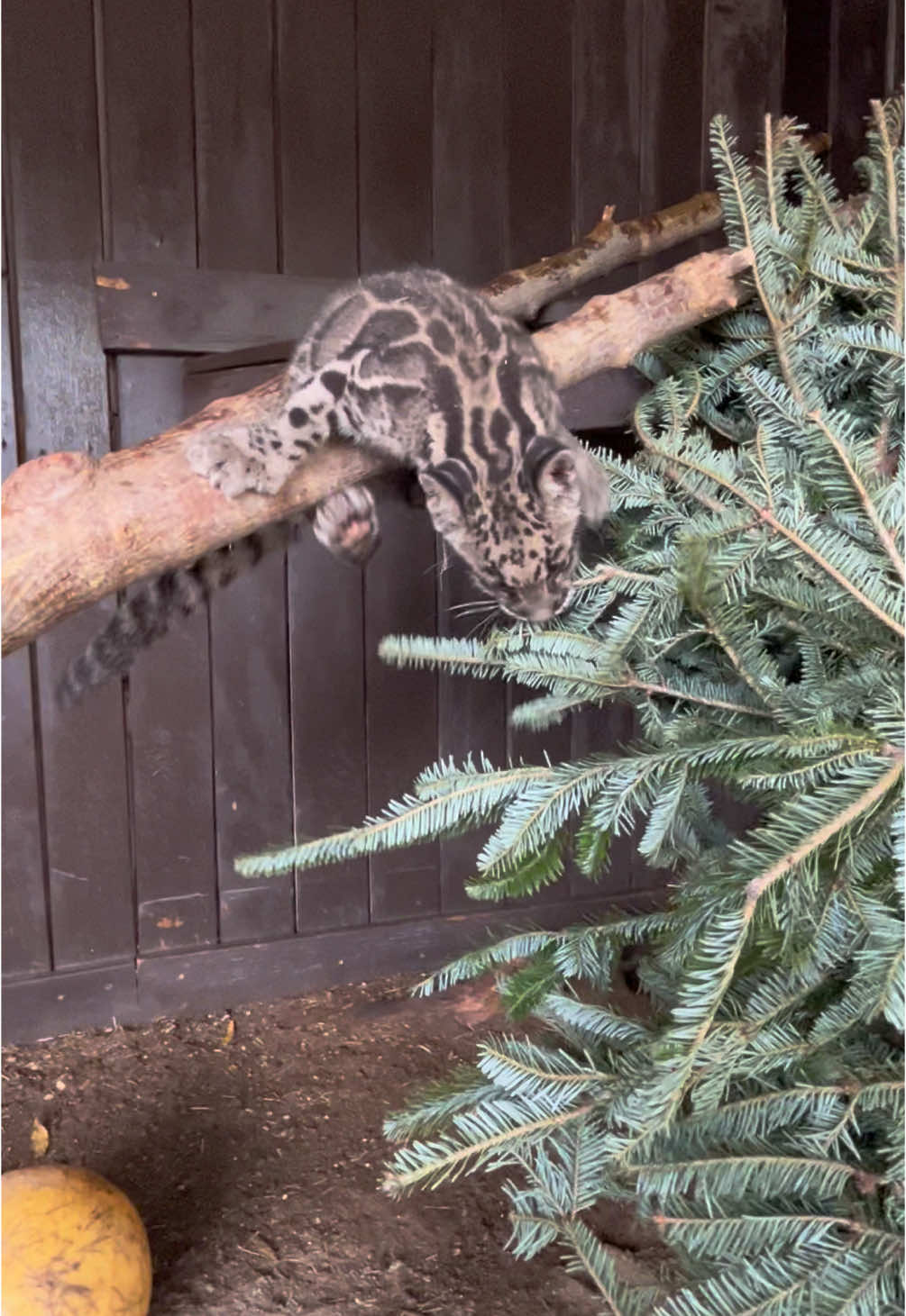 It’s our baby clouded leopard’s first Christmas and here’s how he celebrated with his very own Christmas tree! #cuteanimals #cloudedleopard #fyp #cute #animals #snakefarmzoo 