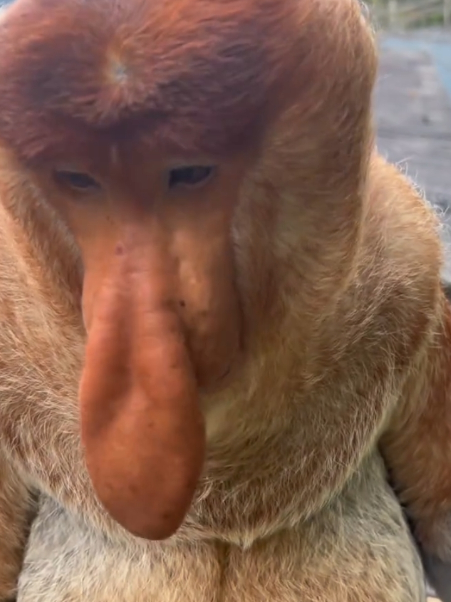 Proboscis Monkey Amazing  video. #Chimelong Proboscis Monkey Nakula #Come to Chimelong and have fun #Chimelong Long Wildlife World #OriginalVideo #长隆长鼻猴 纳库拉#来长隆放开玩 #长 隆野生动物世界 #原创视频 