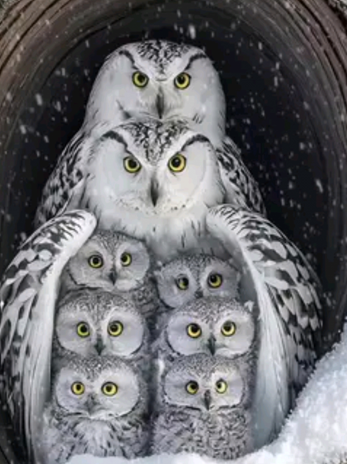 The snowy owl has a warm family. Father's owl embraces mother bird's shoulder, mother's owl carries small bird in her arms #everything spiritual #birds of love and bird protection #tiktok 