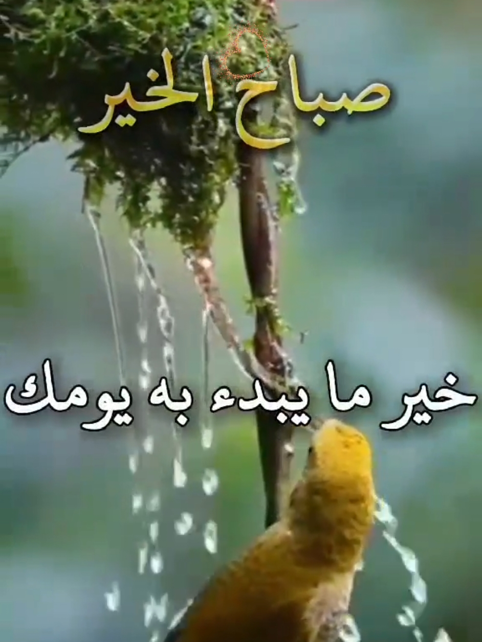 #صباح الخير للجميع  🤲♥️🌹🕊💚يامالك الملك وكلتك أمري 🤲♥️🌹#دعاء #صباح #اكسبلورexplore #صباح_الخير #دعاء_الصباح #صباحيات #دعاء_جميل #كلام_من_القلب #كلام_جميل #قران #دعاء #صباح #يارب🤲 #❤️يارب💕 #❤️ #صباحكم_أحلى_صباح #صباحالخير #صباح_الورد #الصباح #كلام_من_ذهب #اكسبلورexplore #fyp #الصباح #جميع @بسم الله #🤍🤍🤍 #🤍🤍🤍 