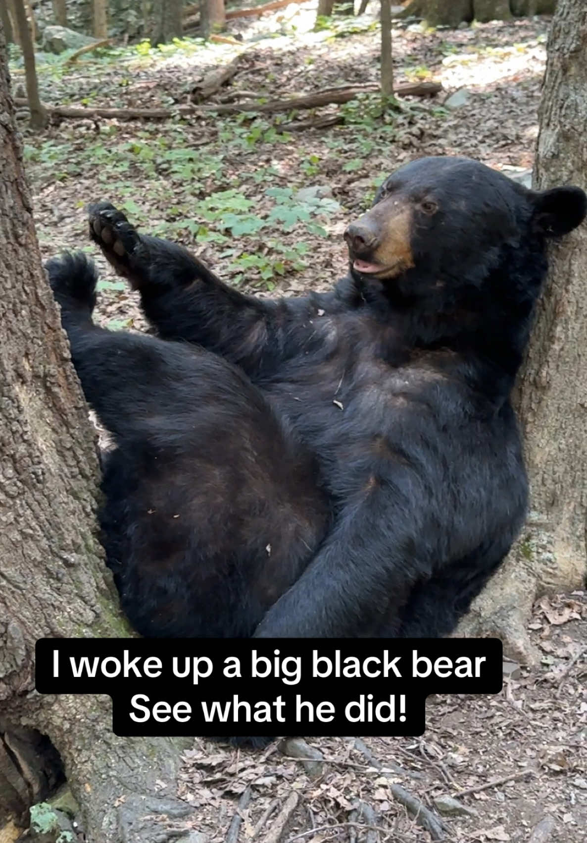 I woke up a big black bear who was sleeping  between two large trees. Listen to him breath and watch what he does. ##foryou##bear##wildlife##sleepingbear##big##animal##wildlife##Love##mountains##forest##country##live##teddybear##furry