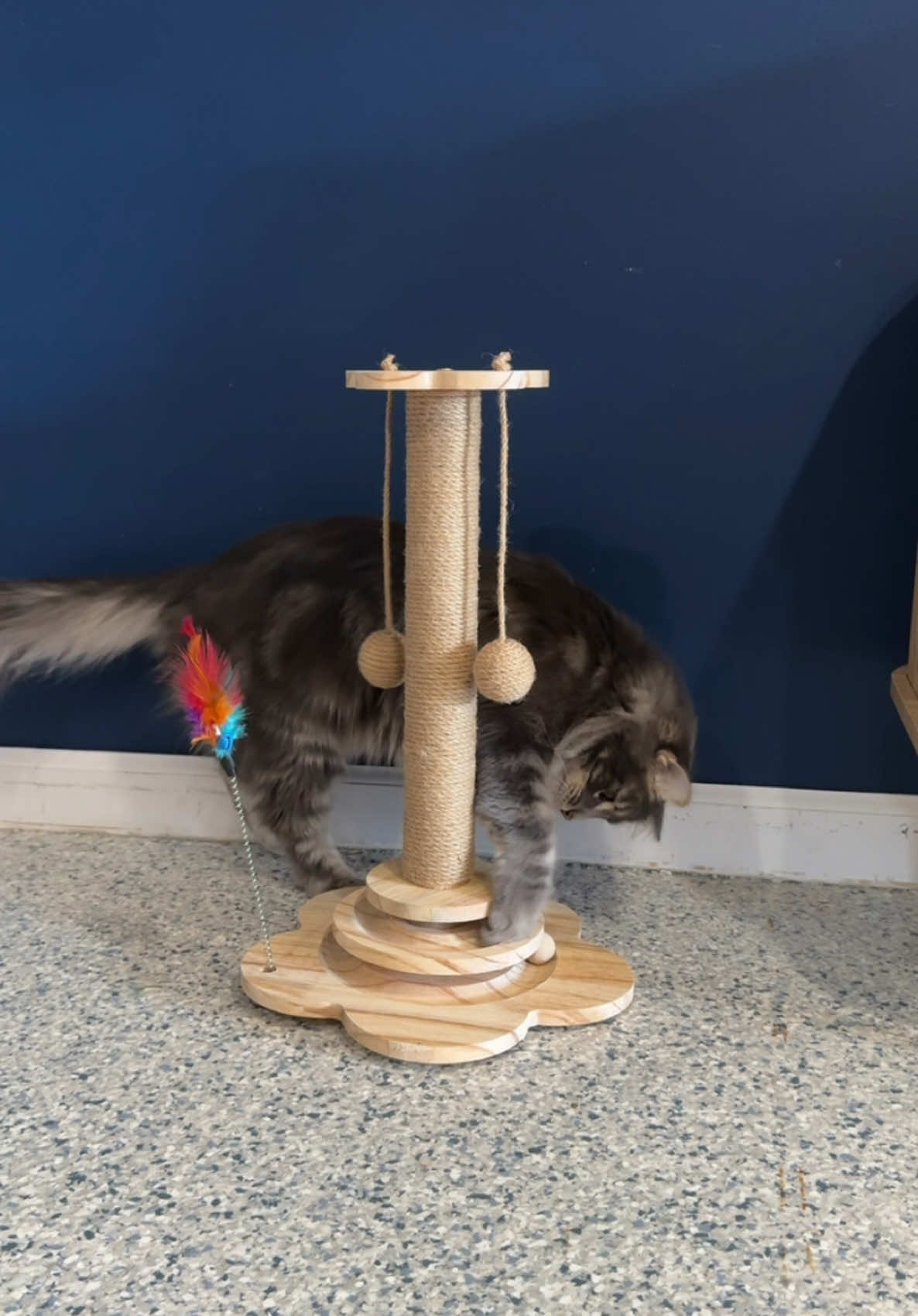 My cats will never go a day without getting their daily enrichment 🥰🥰 #cat #catsoftiktok #catscratcher #DailyRoutine #enrichment #TikTokShop 