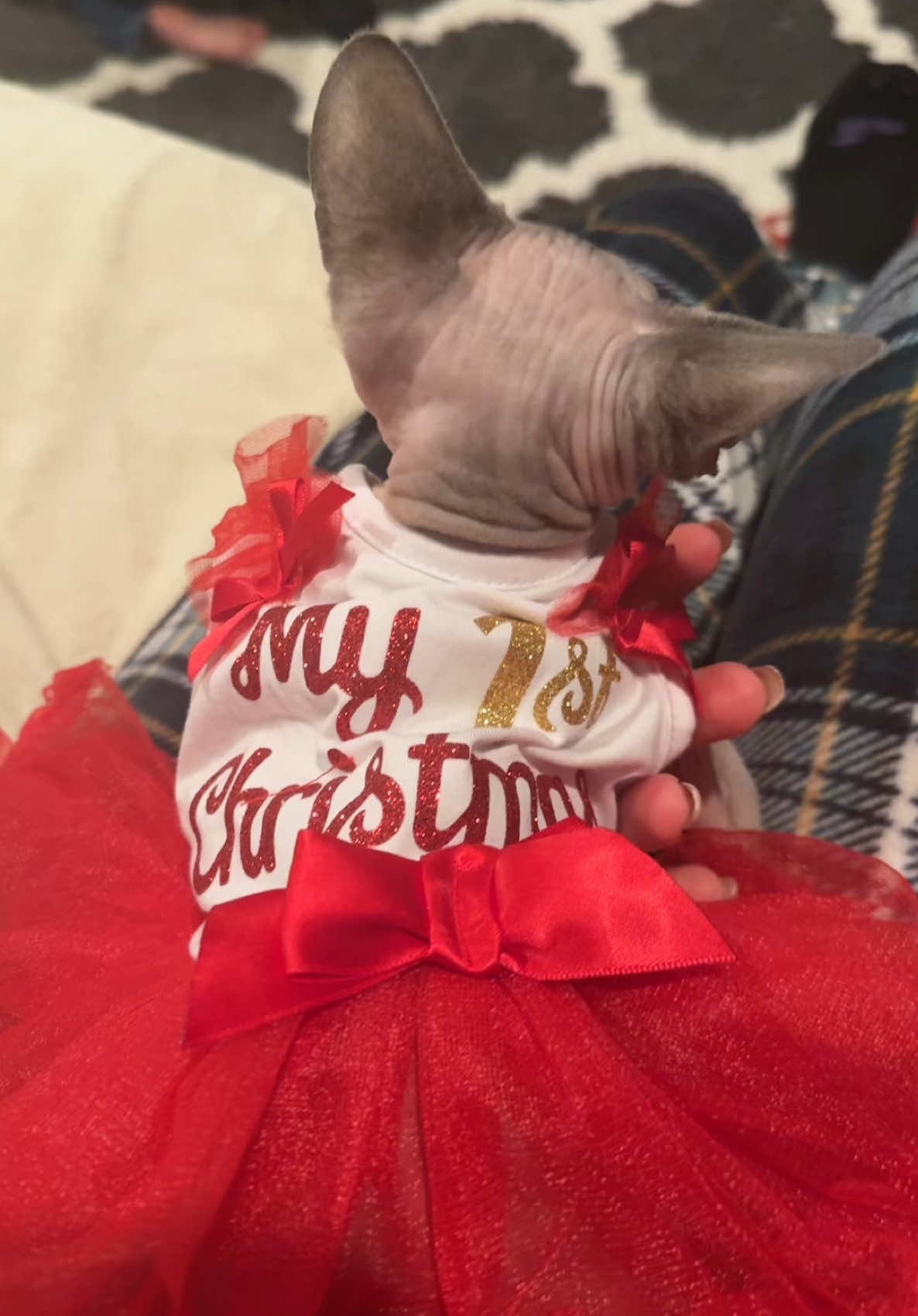 Merry Christmas friends 🎄 #sphynx #sphynxoftiktok #sphynxcat #sphynxkitten #cat #catsoftiktok #hairlesscat 