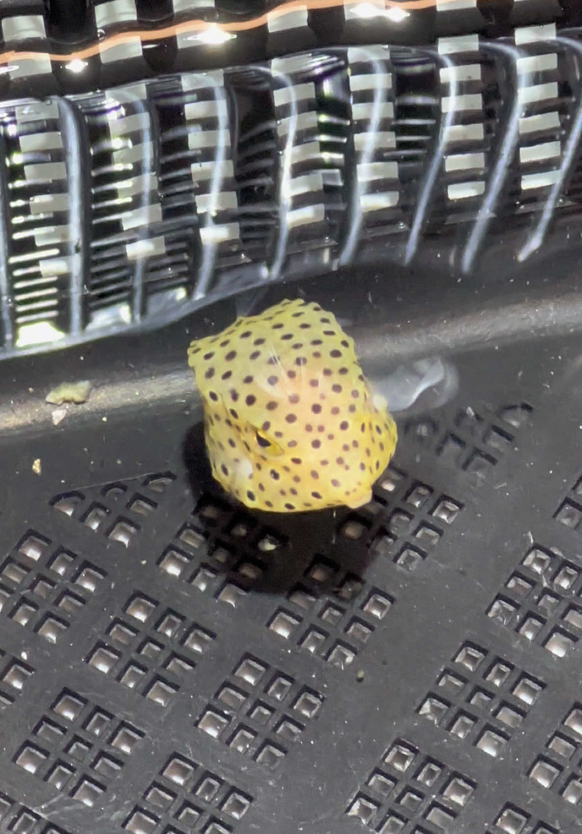 So precious 🥺🐡 #fish #cutepets #pufferfish #fyp #colsonscritters 