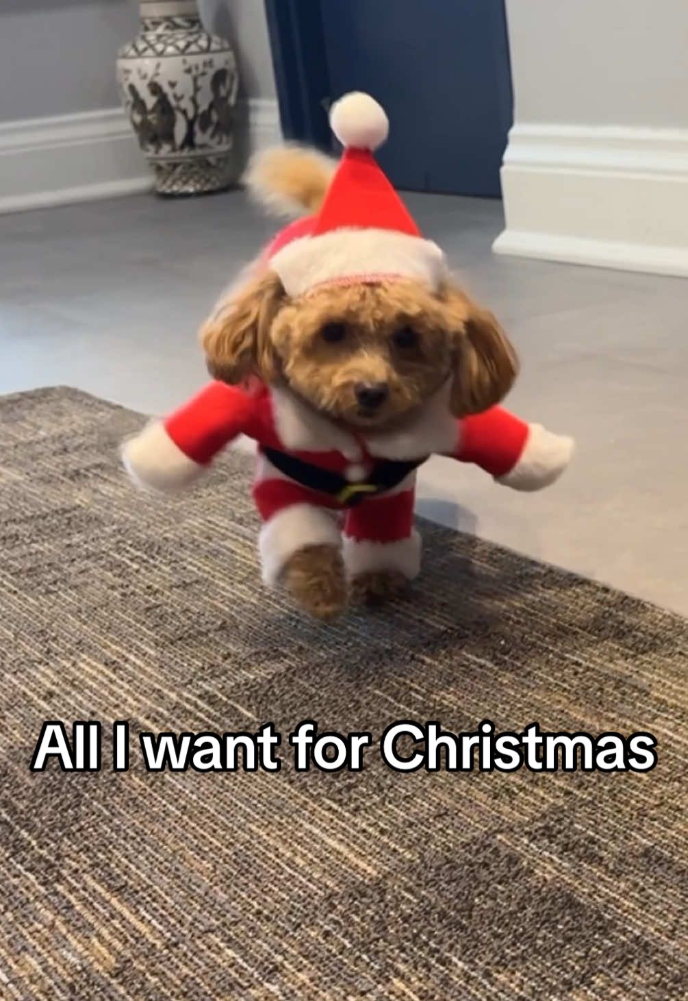 All I want for Christmas🎄 #santa #puppy #poodle #pet #petcostume #dogsoftiktok #dog #cute #christmas #merrychristmas #alliwantforchristmas #petlover #funny #fyp #viral #toronto #Love #foryou #foryoupage #doglover #pets #bestfriend 