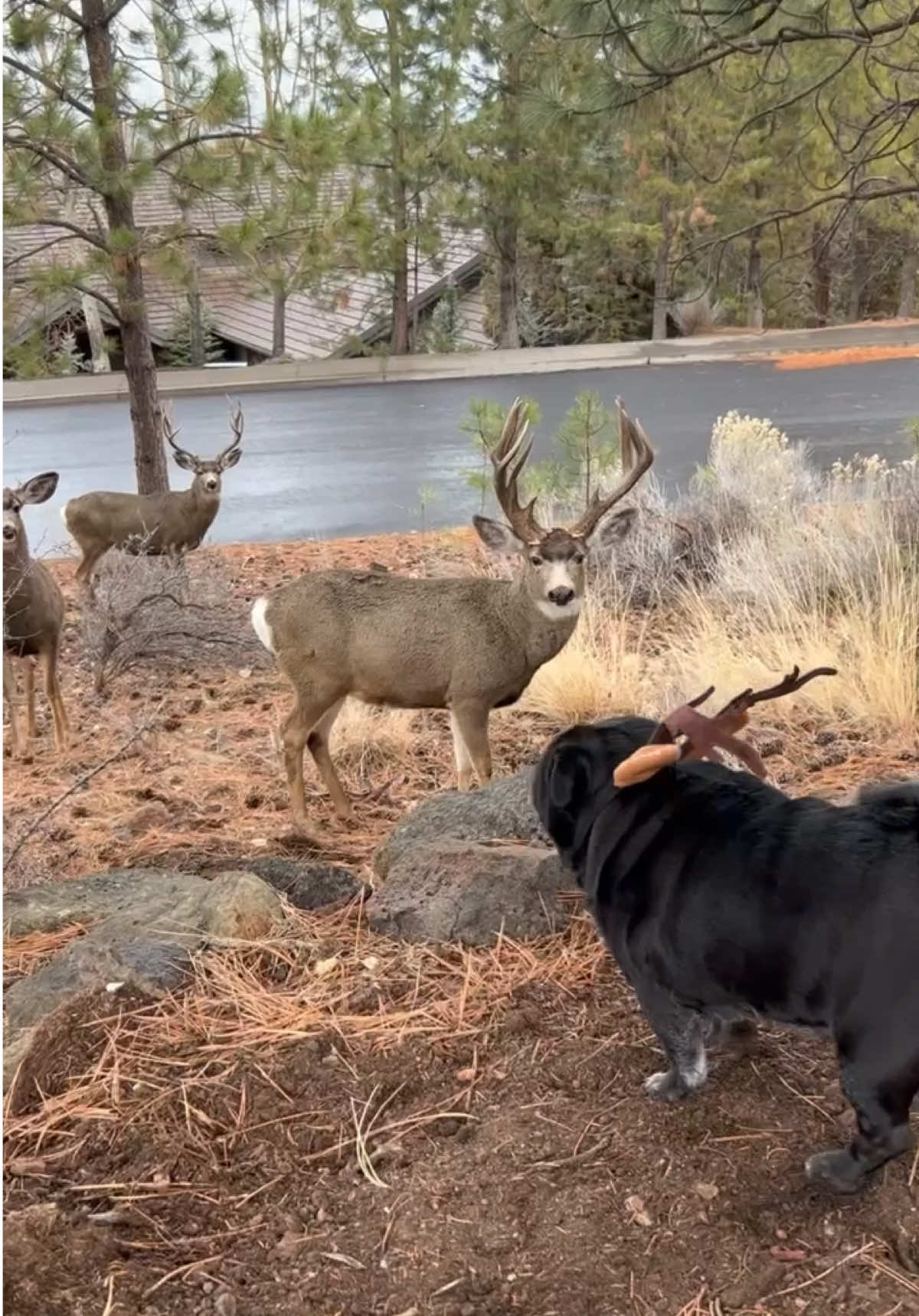 Squishy reindeer meets actual reindeer!! 🦌