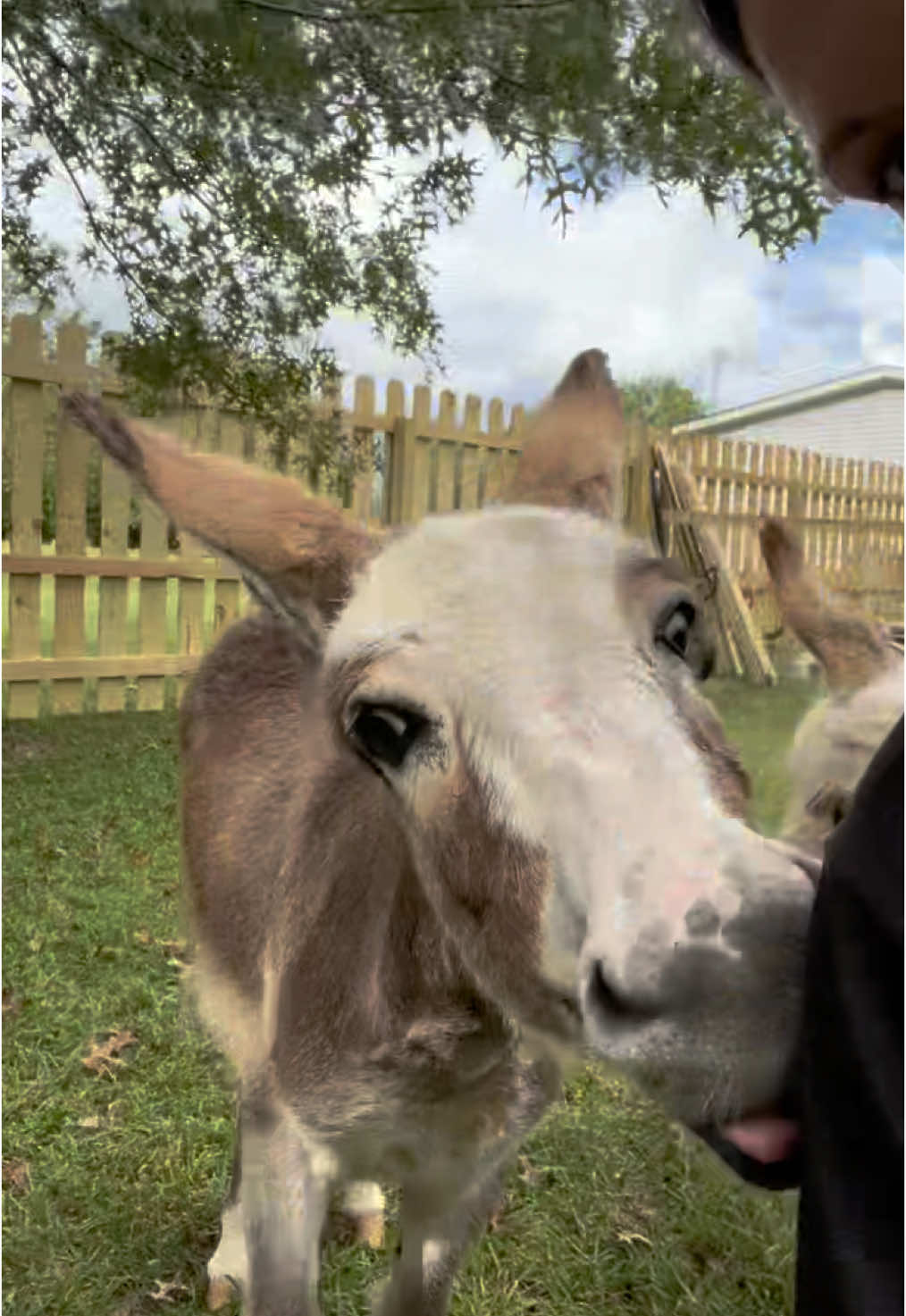 If they could talk, I wonder what they’d say! 🤣#minidonkey #donkeysoftiktok #donkeyoftiktok #PetsOfTikTok 