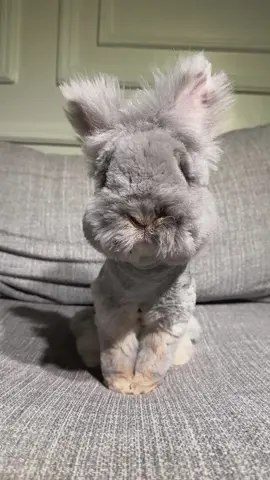 ماشاءالله ارنوب تيدي بير 🐰🩶🩶 . . . . . . . . . . . #كويت🇰🇼 #pov #pet #fypシ゚viral #اكسبلورexplore #ارنب #pets #rabbits #chinchilla #bunnybunny #teddy_bear✨🧸 #تيدي #teddy 