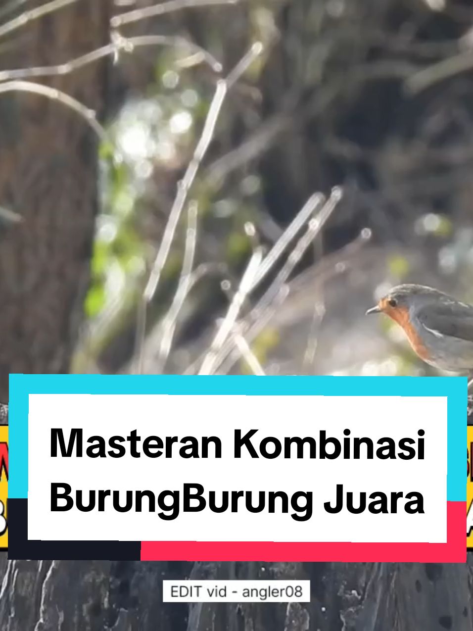 masteran kombinasi burung juara #masteranburung #masteranrolltembak #masteranburungjuara #masteranmuraibatu #masterancucakijo #masteransogon #masterankonin #masterankacer #masteranburungmaterimewah #masteranburungfullmateri #masteranburungfulltembakan #kicaumania #fyp #masteranfullmateri #masteranpelatuk #masterancendet #masteranpleci #masterantengkekbuto #masterankenari #masterankenarirusia #masterancigun #masteransikatanlondo #masterantembakankasar #masteranburunganis #masterancililin #burungmasteran