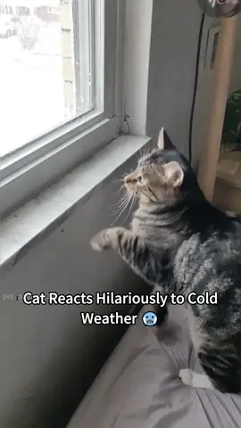 Freezing cats funny moments #fyp #foryou #cat #cats #catsoftiktok 