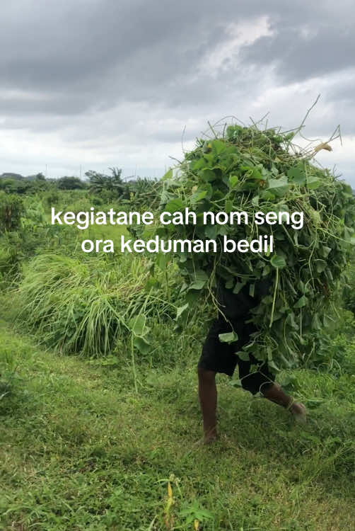 kegiatane cah nom sng keduman wedus okeh #kambingfarm #ternakkambing #kandangbakoh #prabowo #peternakmuda #kambingetawa #ramban 