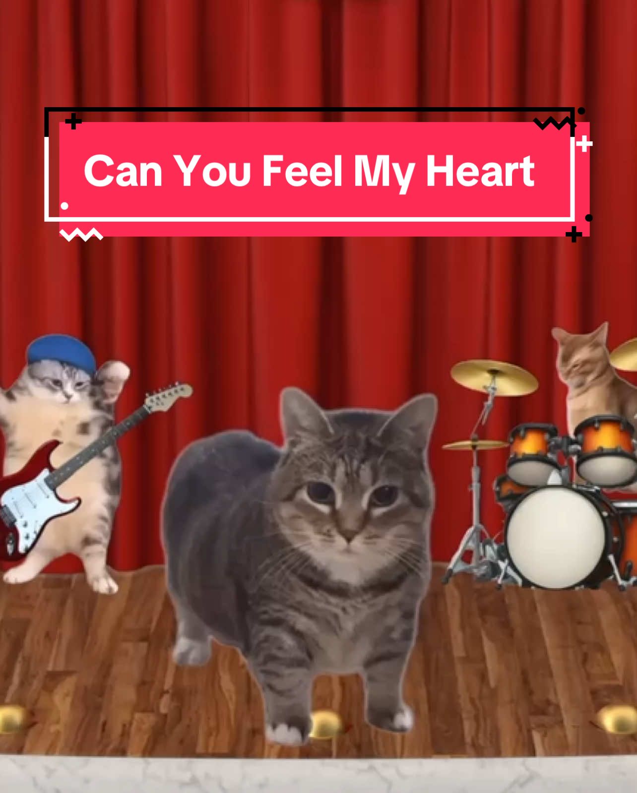 OIA cat sings Can You Feel My Heart! #cats #catsoftiktok 